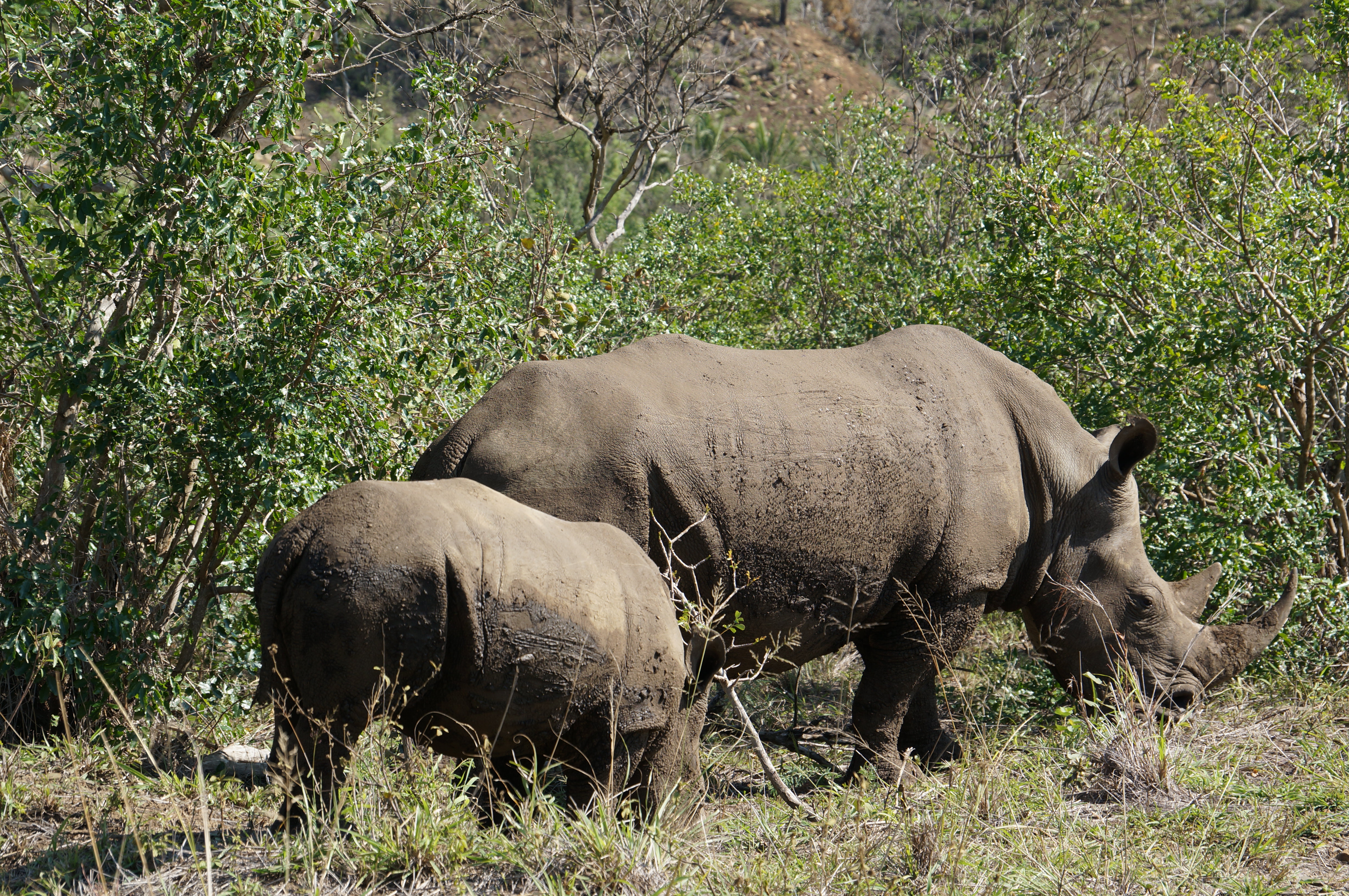 Neushoorns in Nationaal Park Hluhluwe
