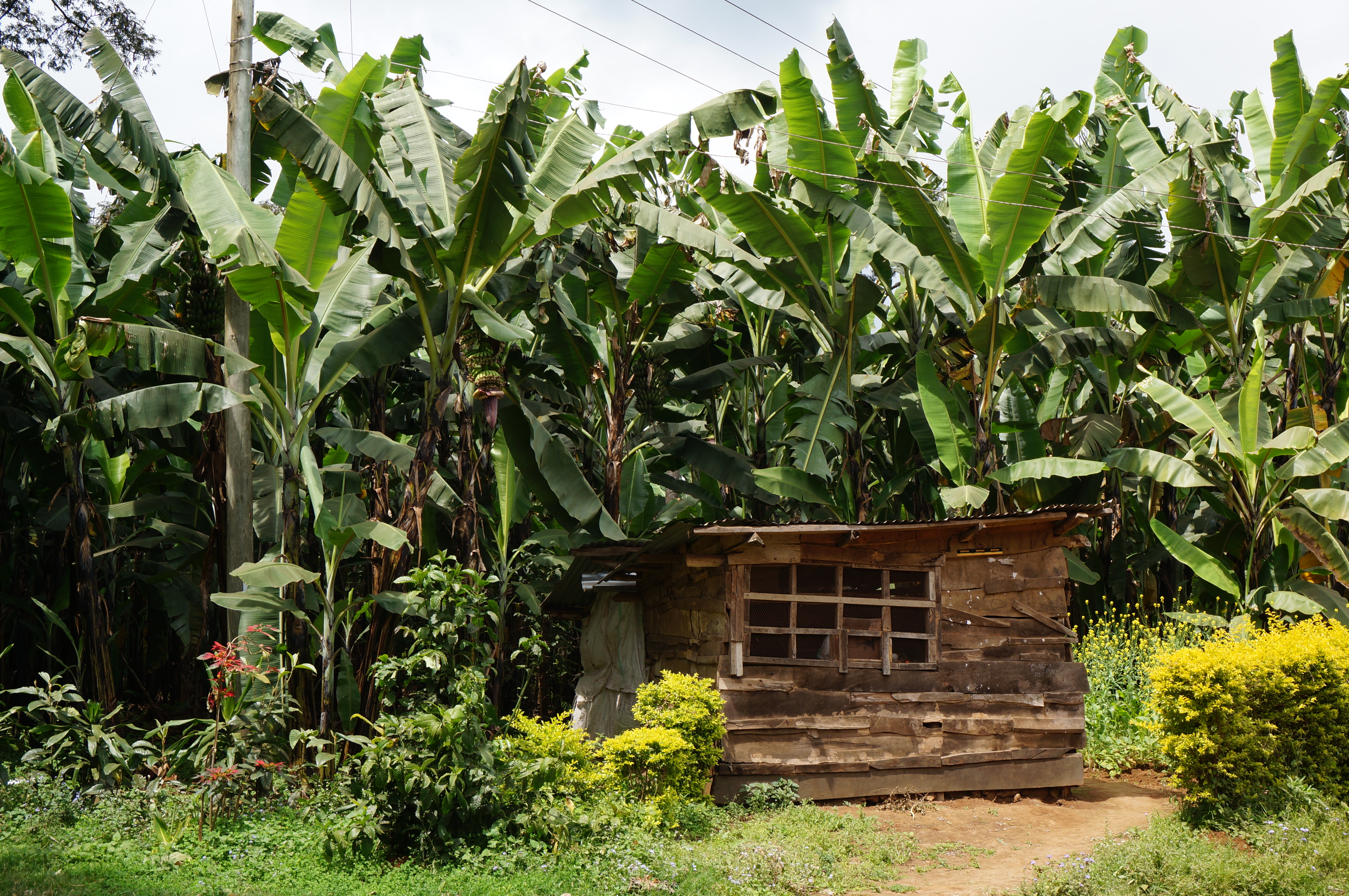 Bananenplantages bij de Kilimanjaro