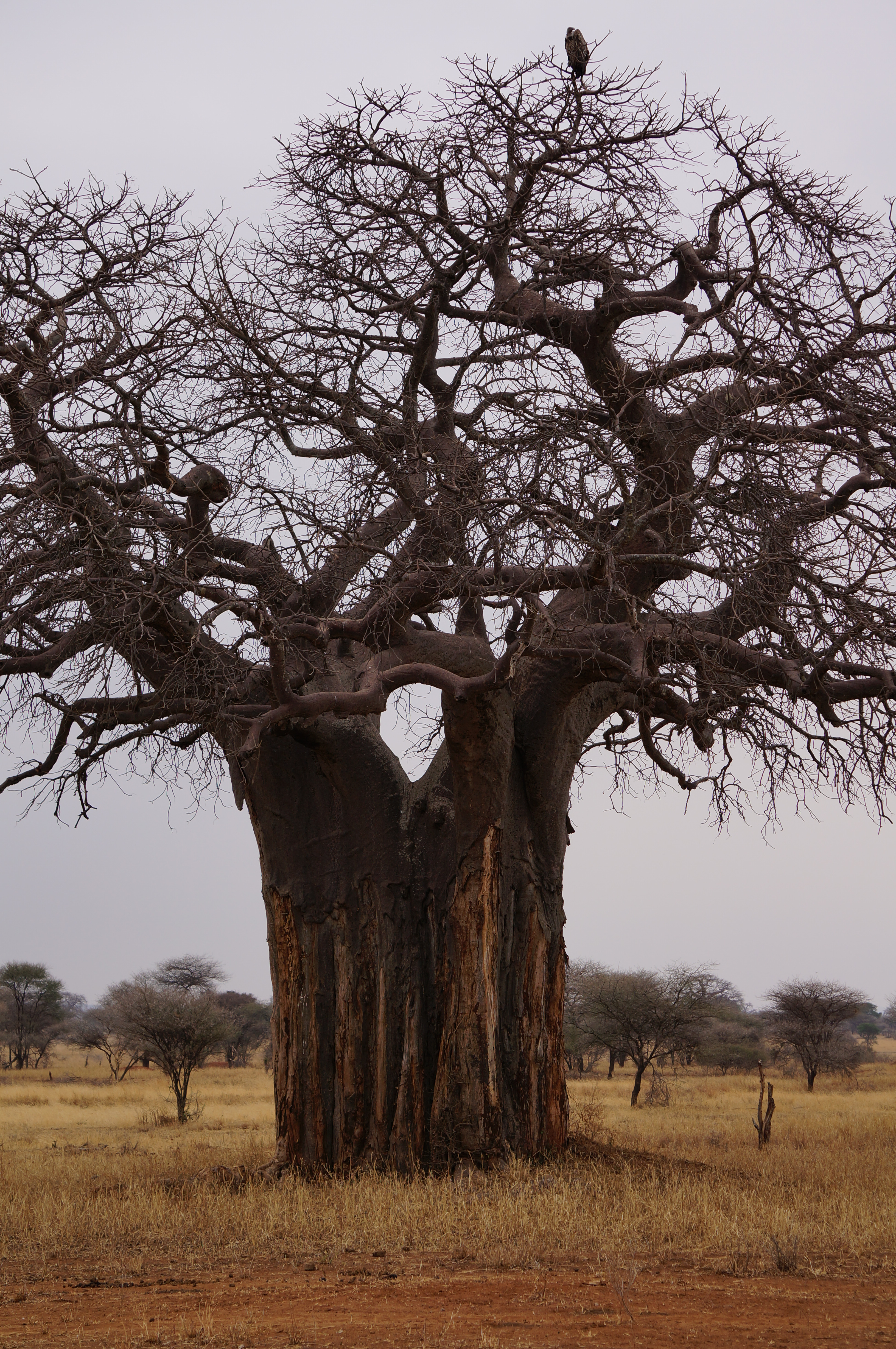 Baobab in Tarangine National Park