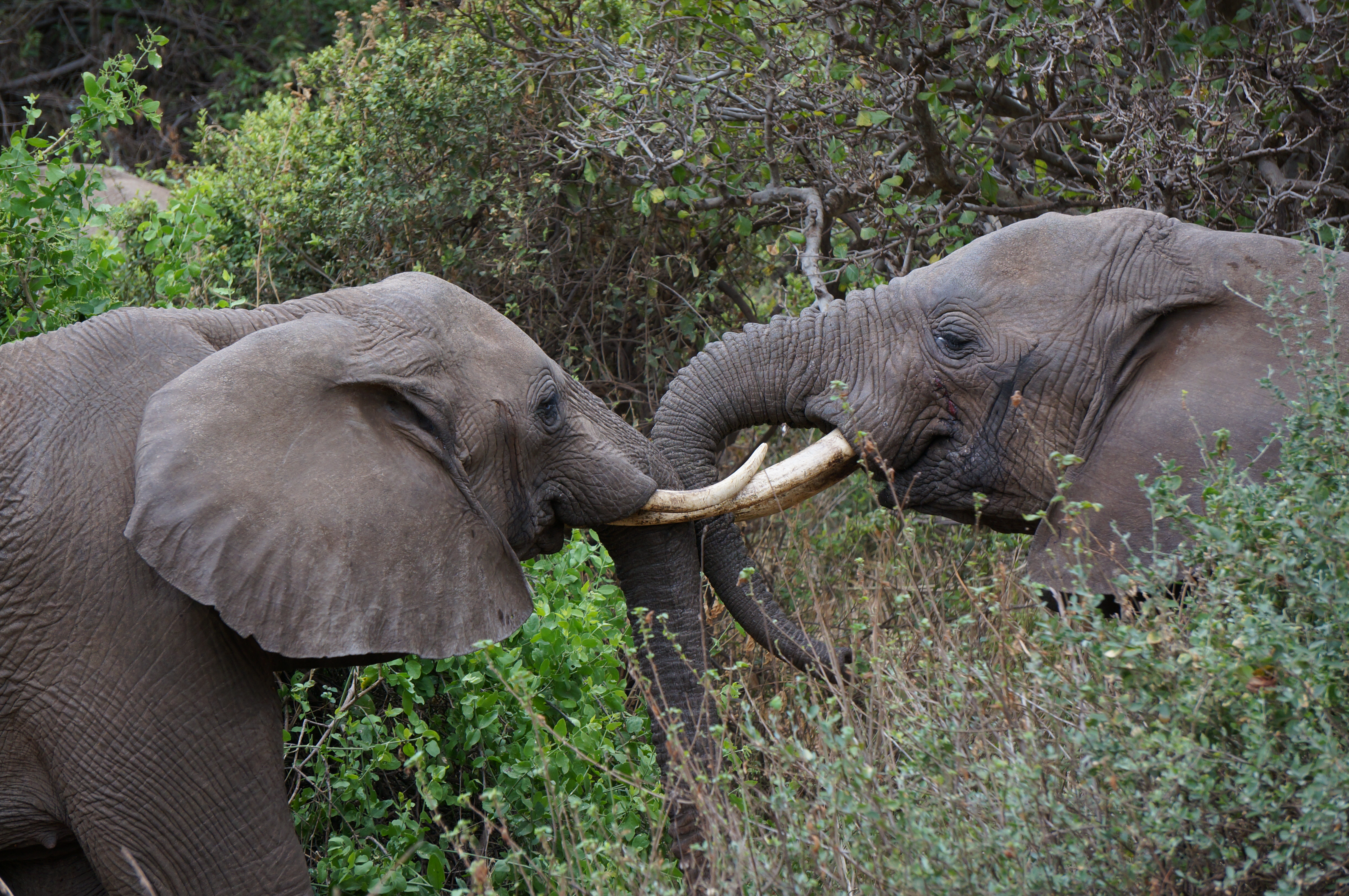 Stoeiende olifanten bij Lake Manyara