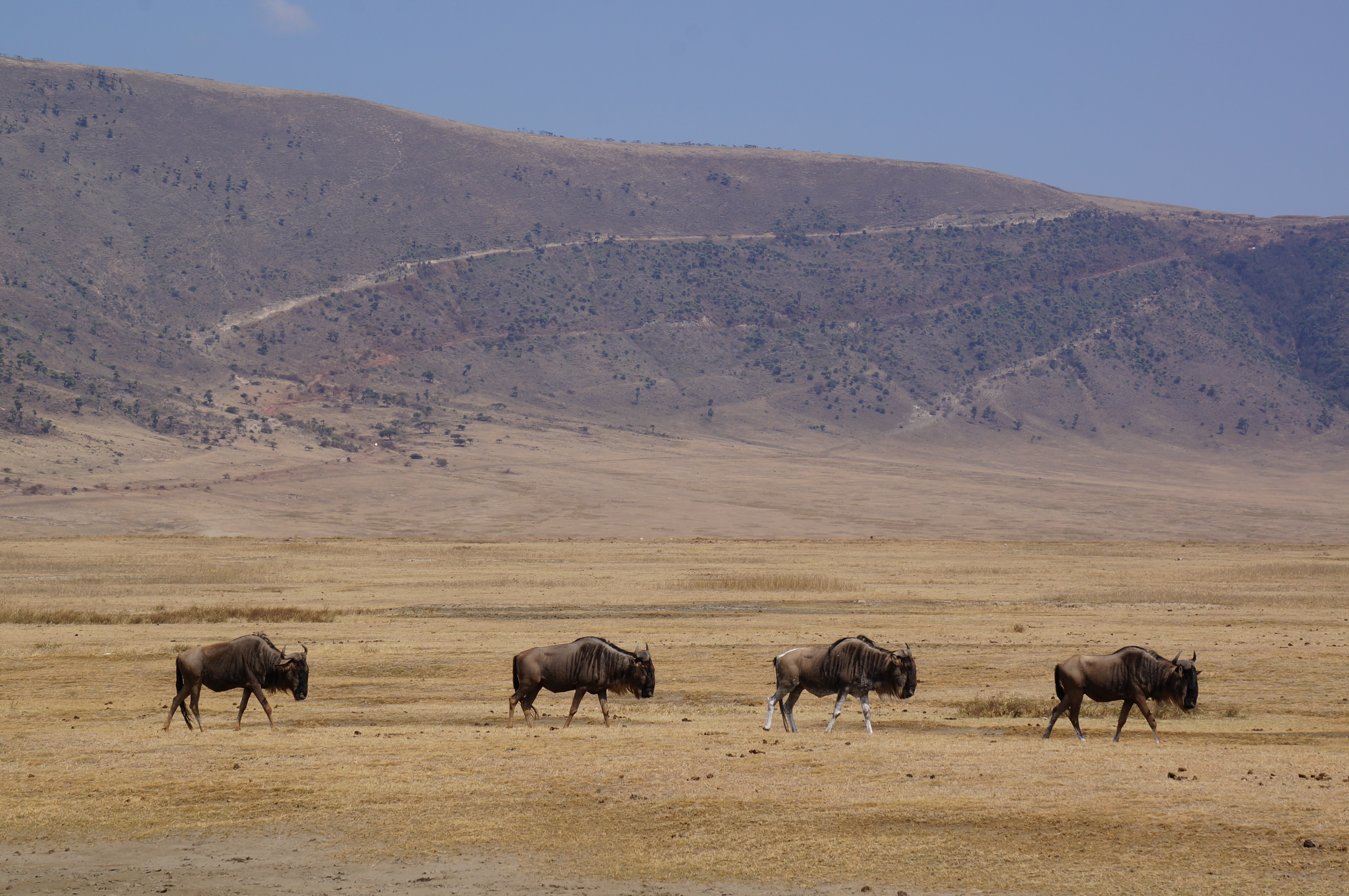 Gnoes in de Ngorongoro-krater