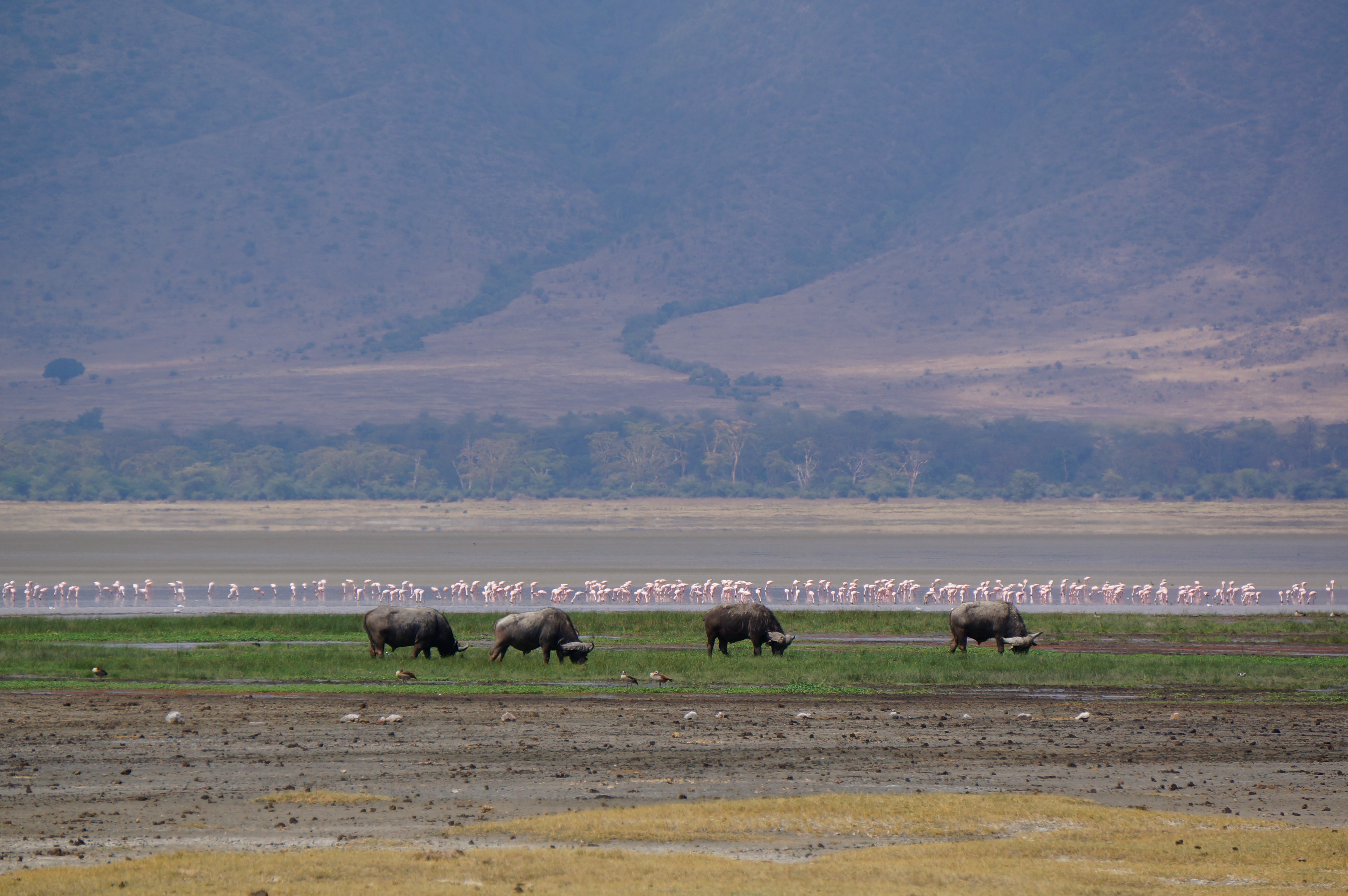 Buffels en pelikanen in de Ngorongoro-krater