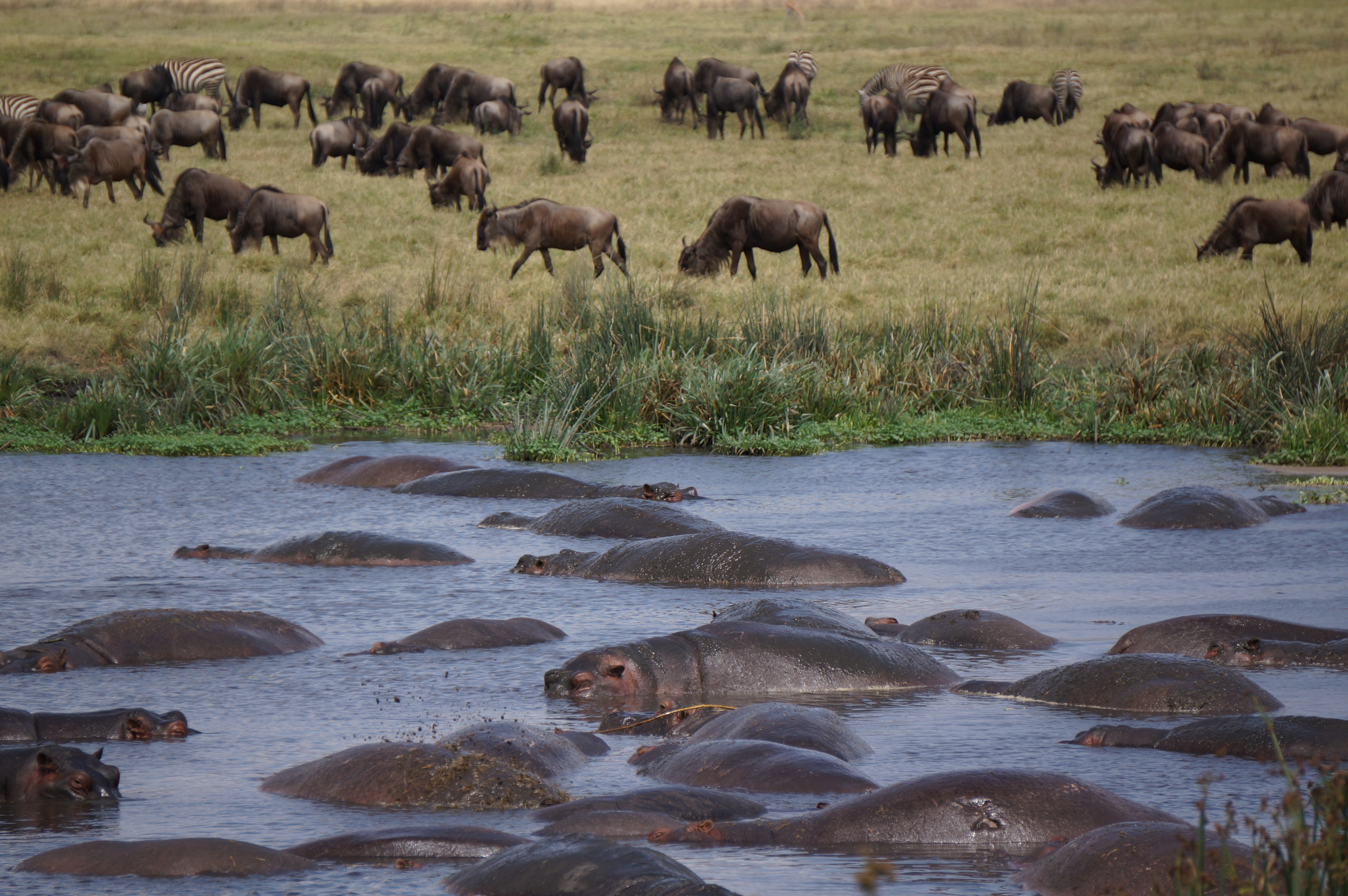 Nijlpaarden in de Ngorongoro-krater