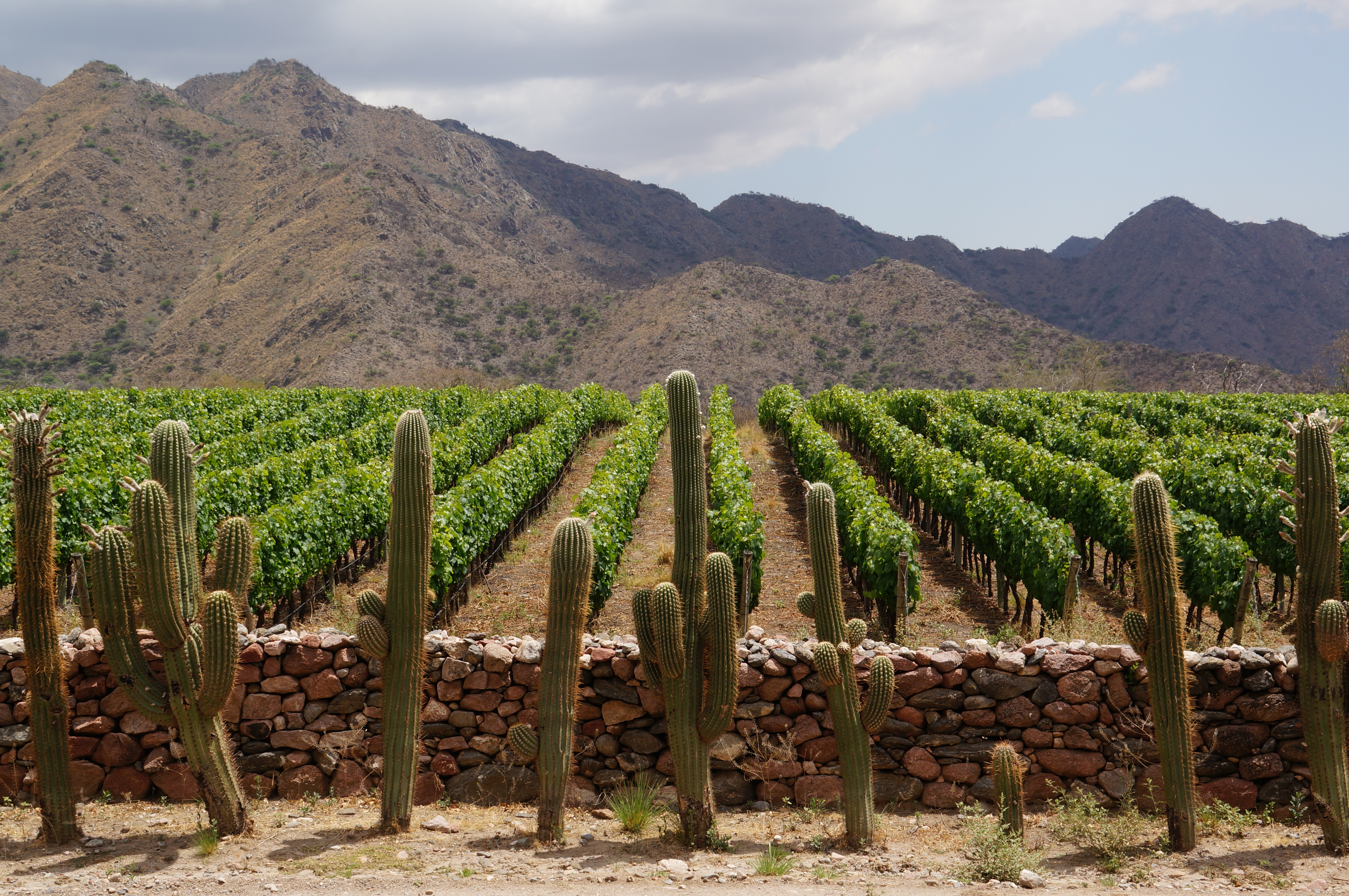 Wijnboerderij in Cafayate