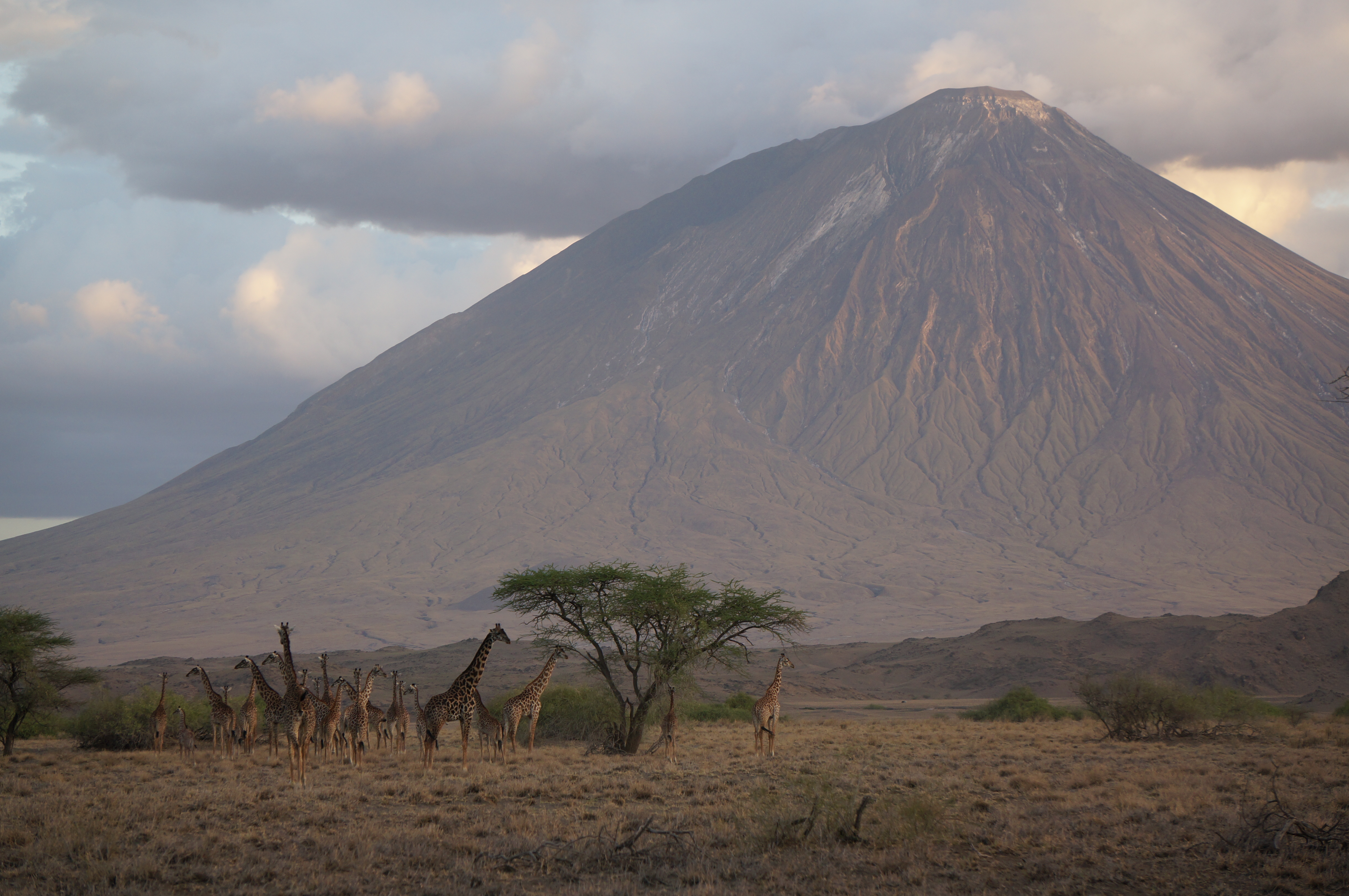 Giraffes bij de vulkaan, Lake Natron