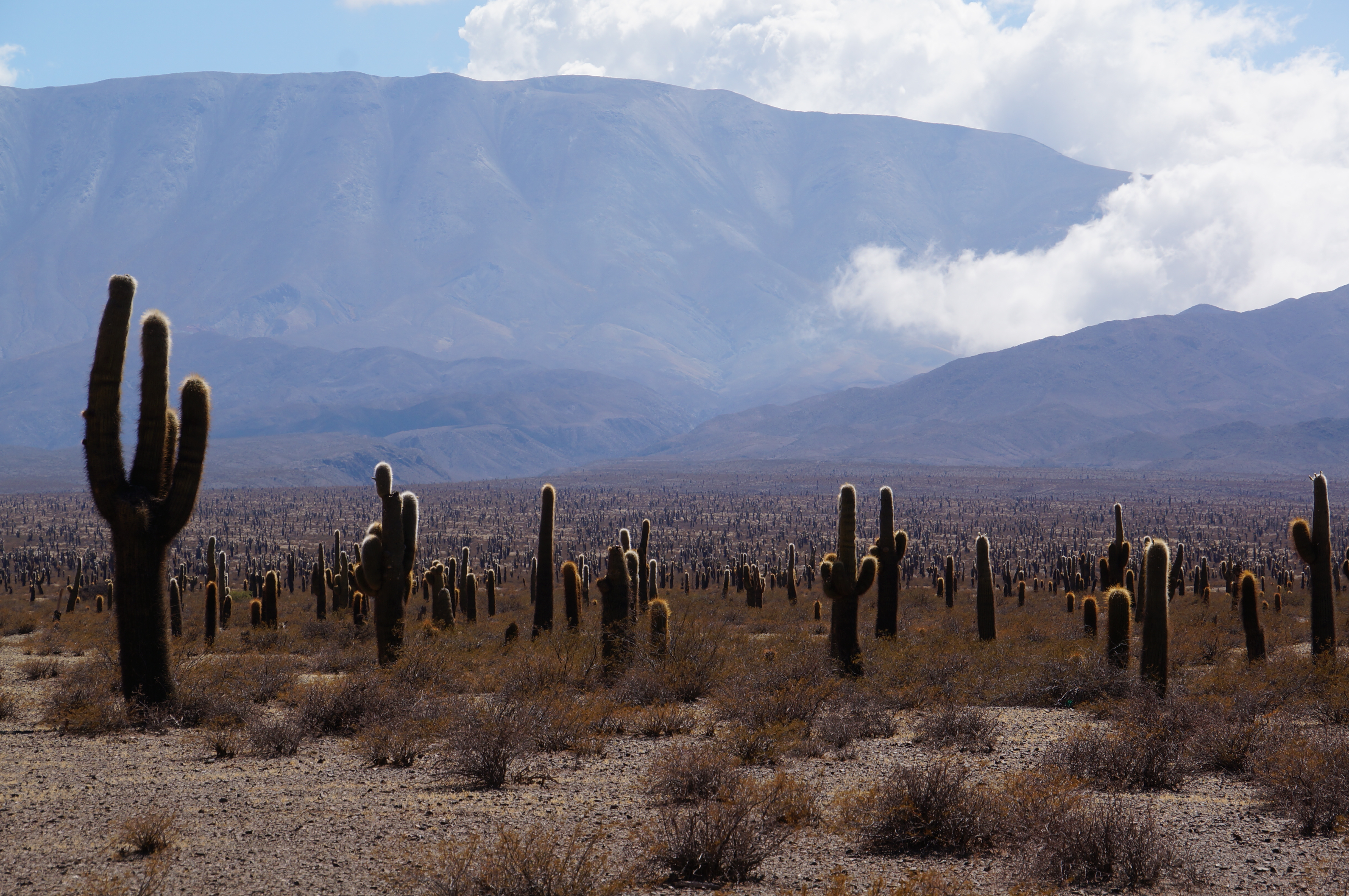 Valle de Los Cardones