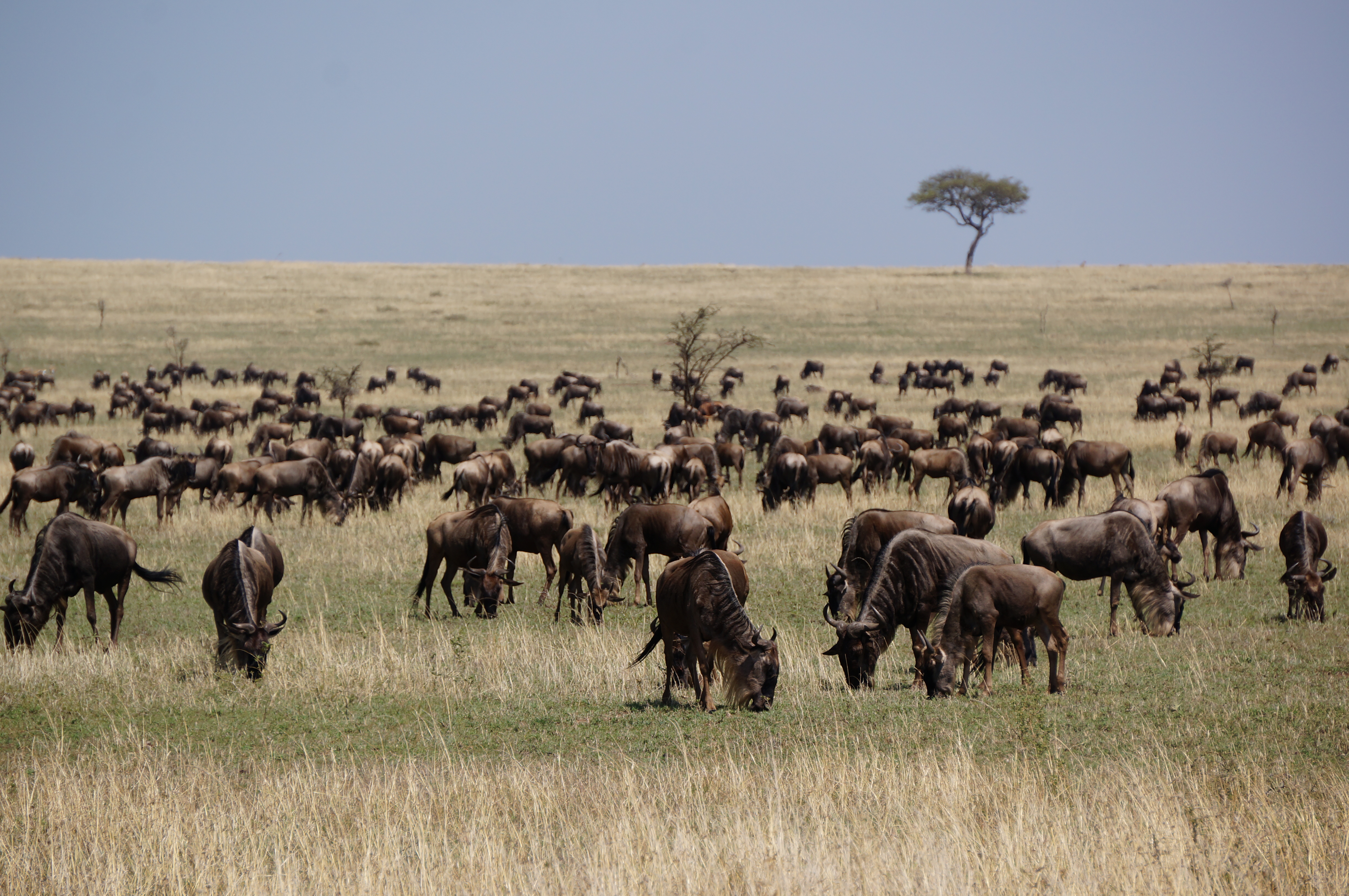 Gnoes in de Serengeti