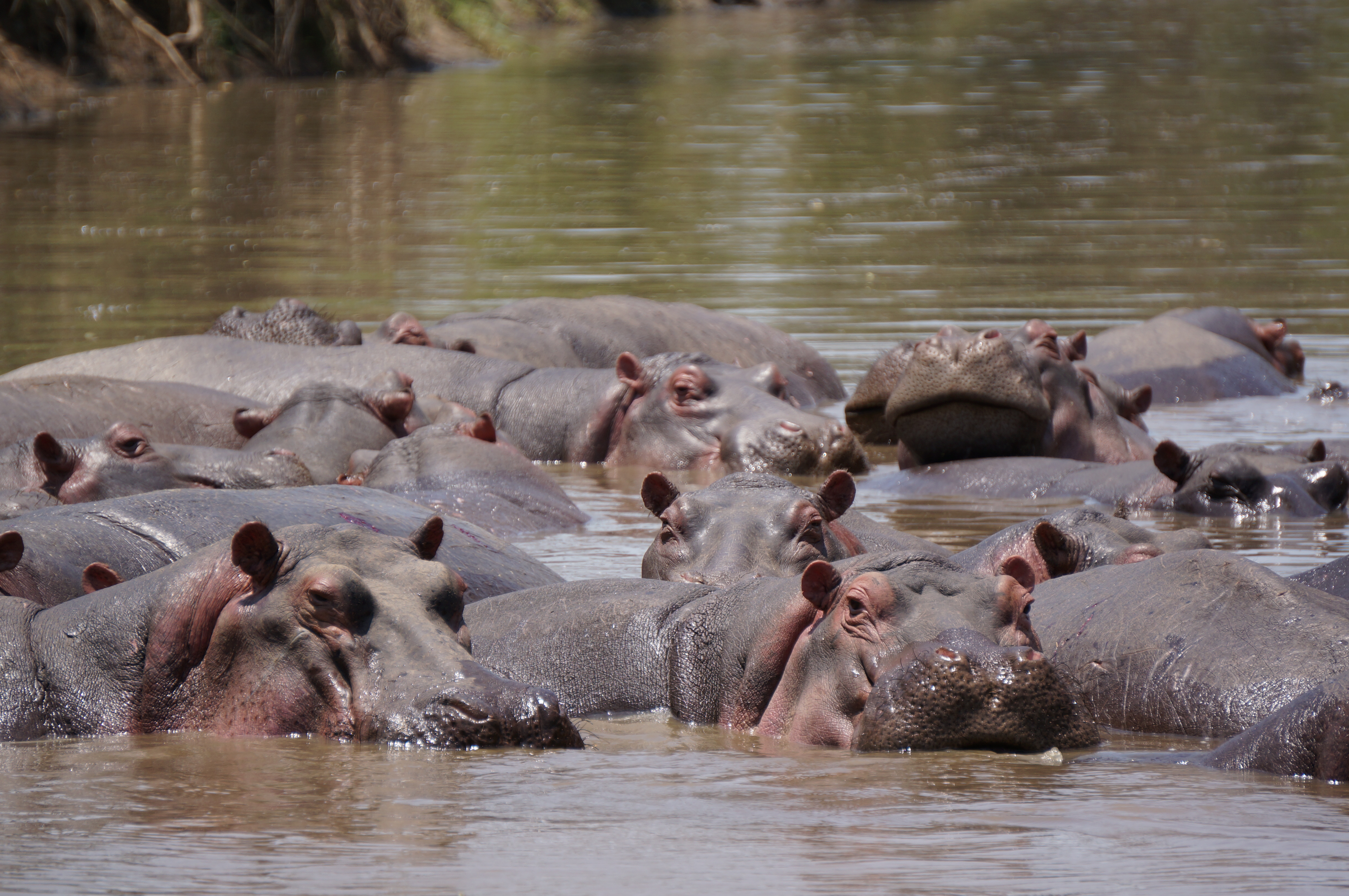 Nijlpaarden in de Serengeti