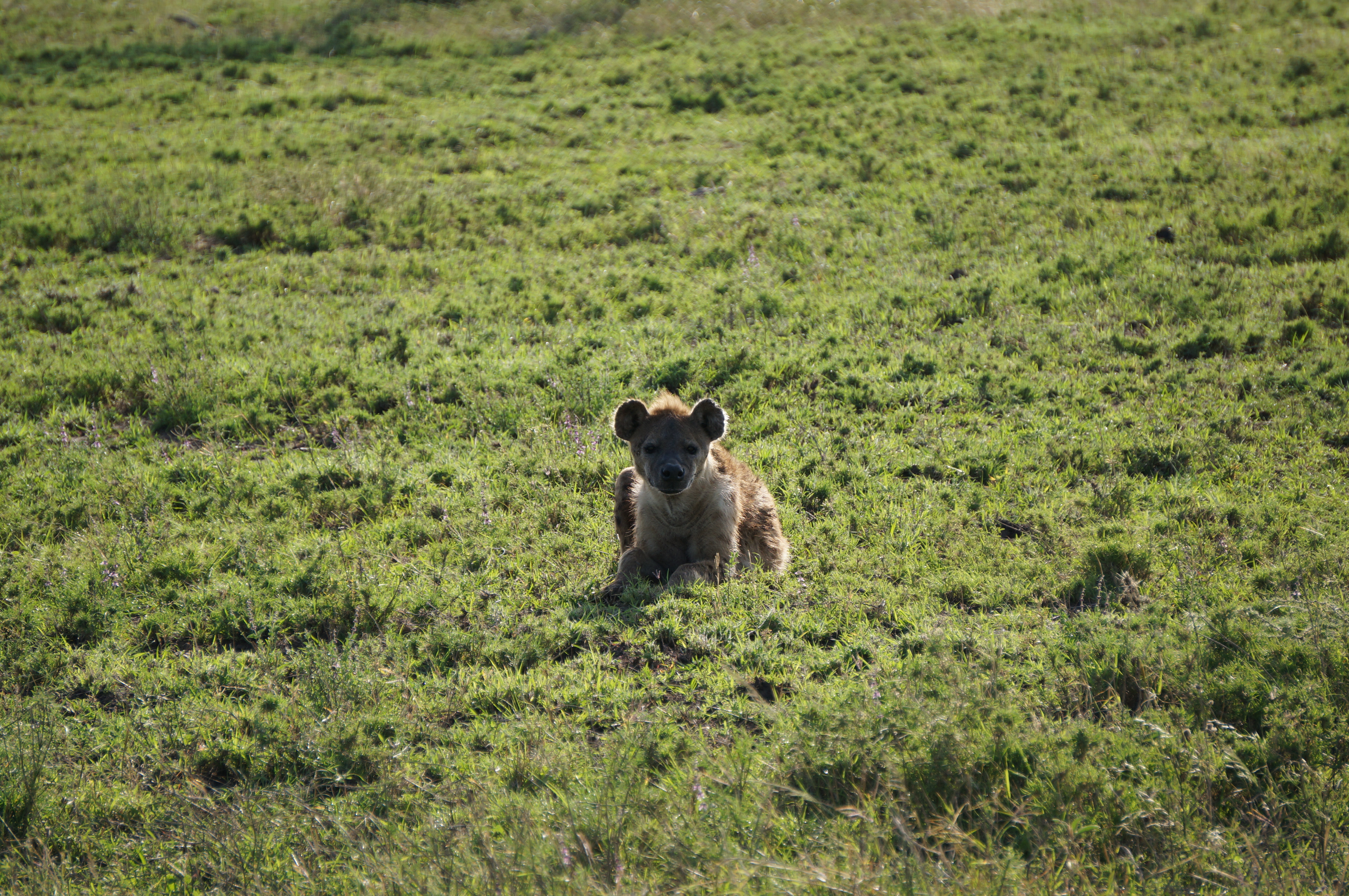 Hyena op de Serengeti