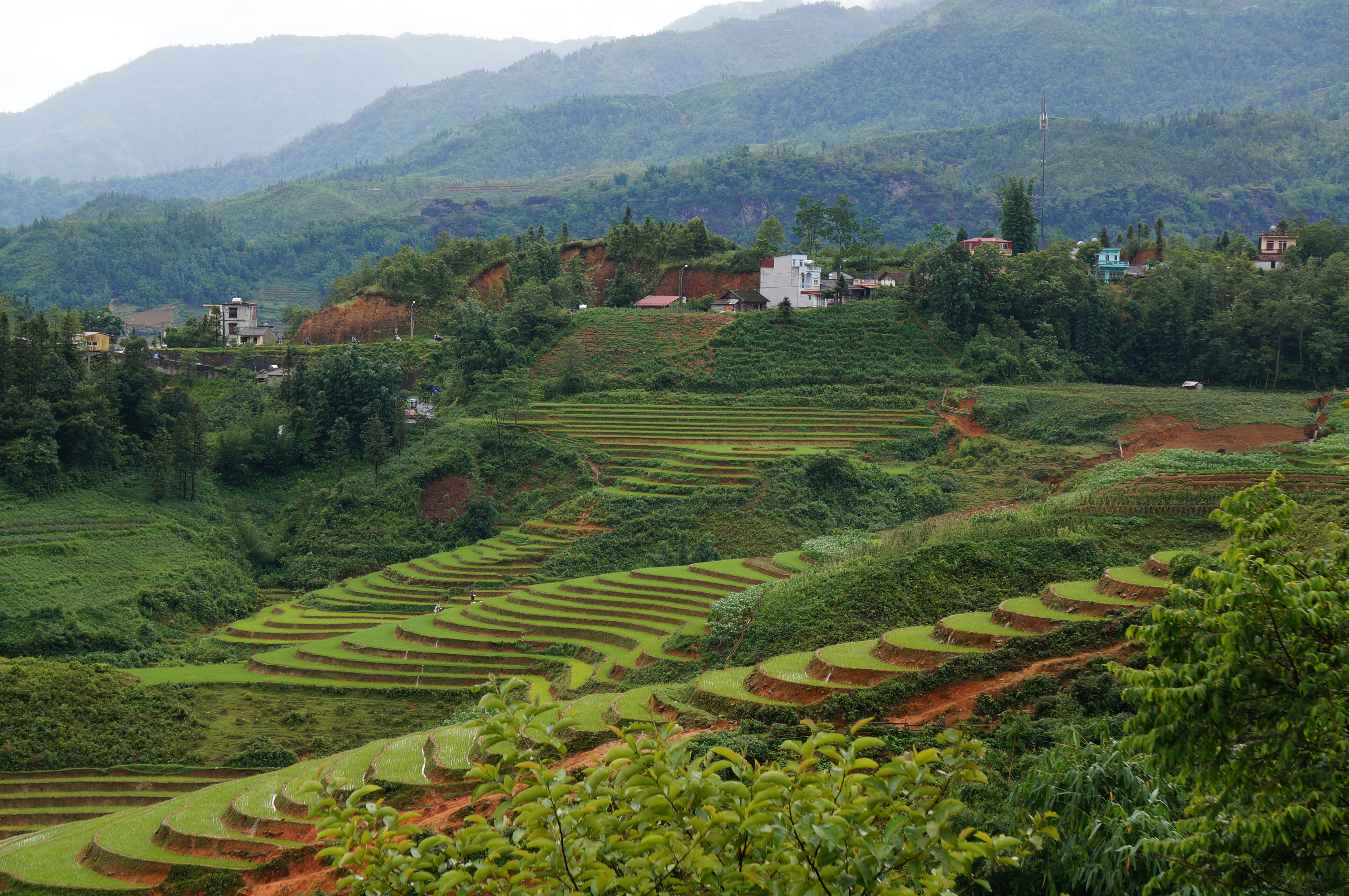 De rijstvelden bij Sapa