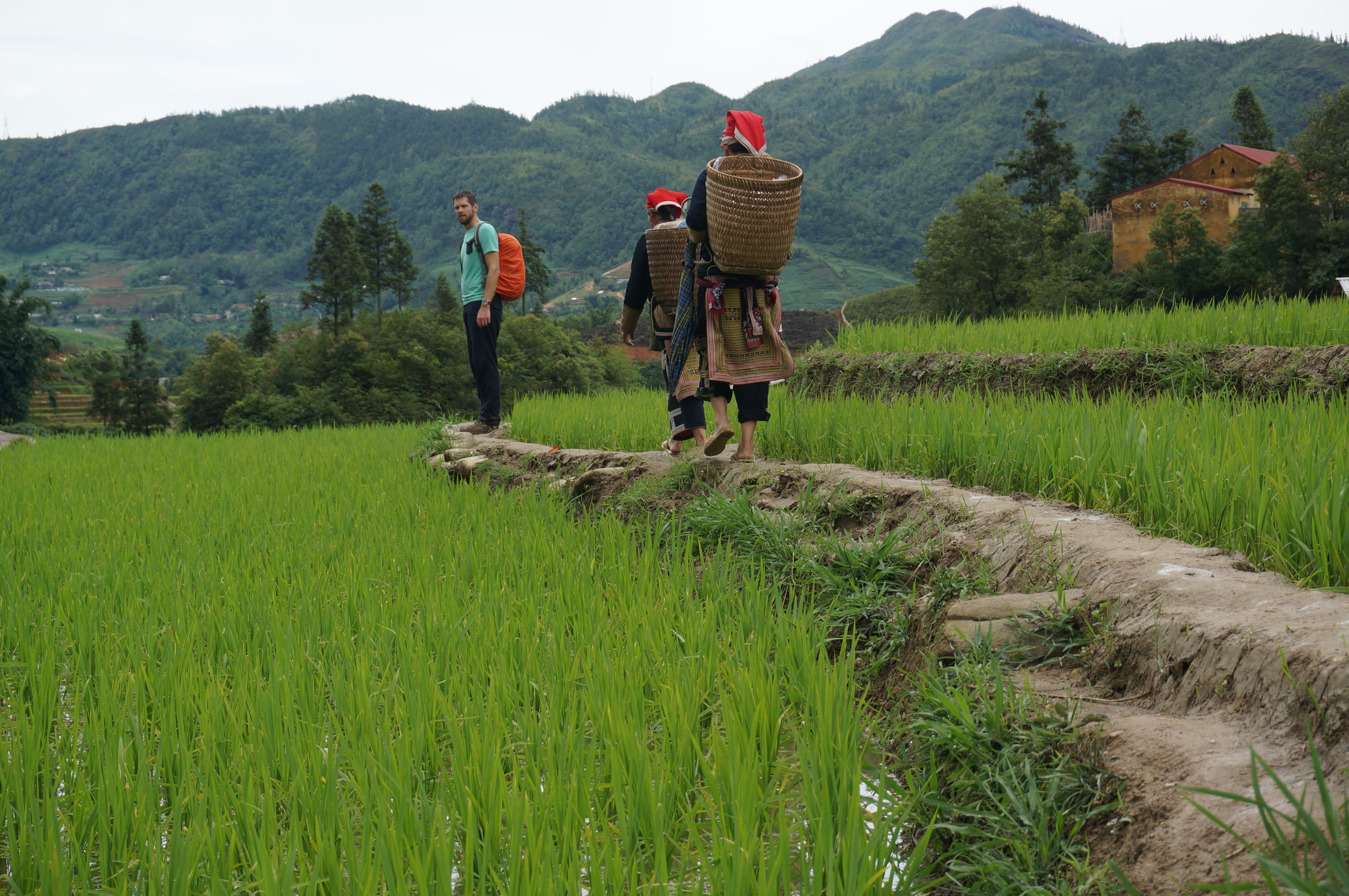 Wandelen door de rijstvelden bij Sapa