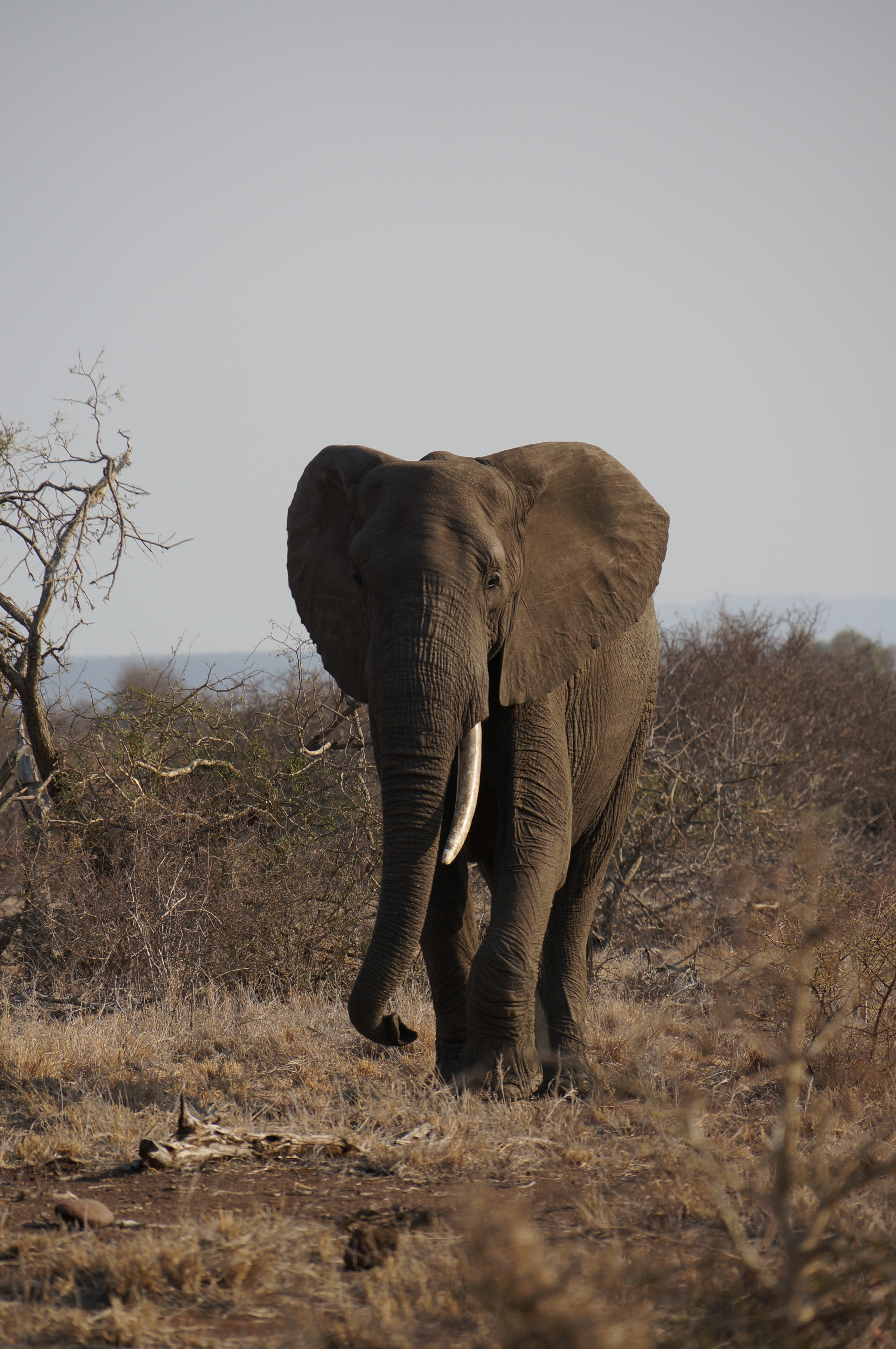 Olifanten in het Krugerpark
