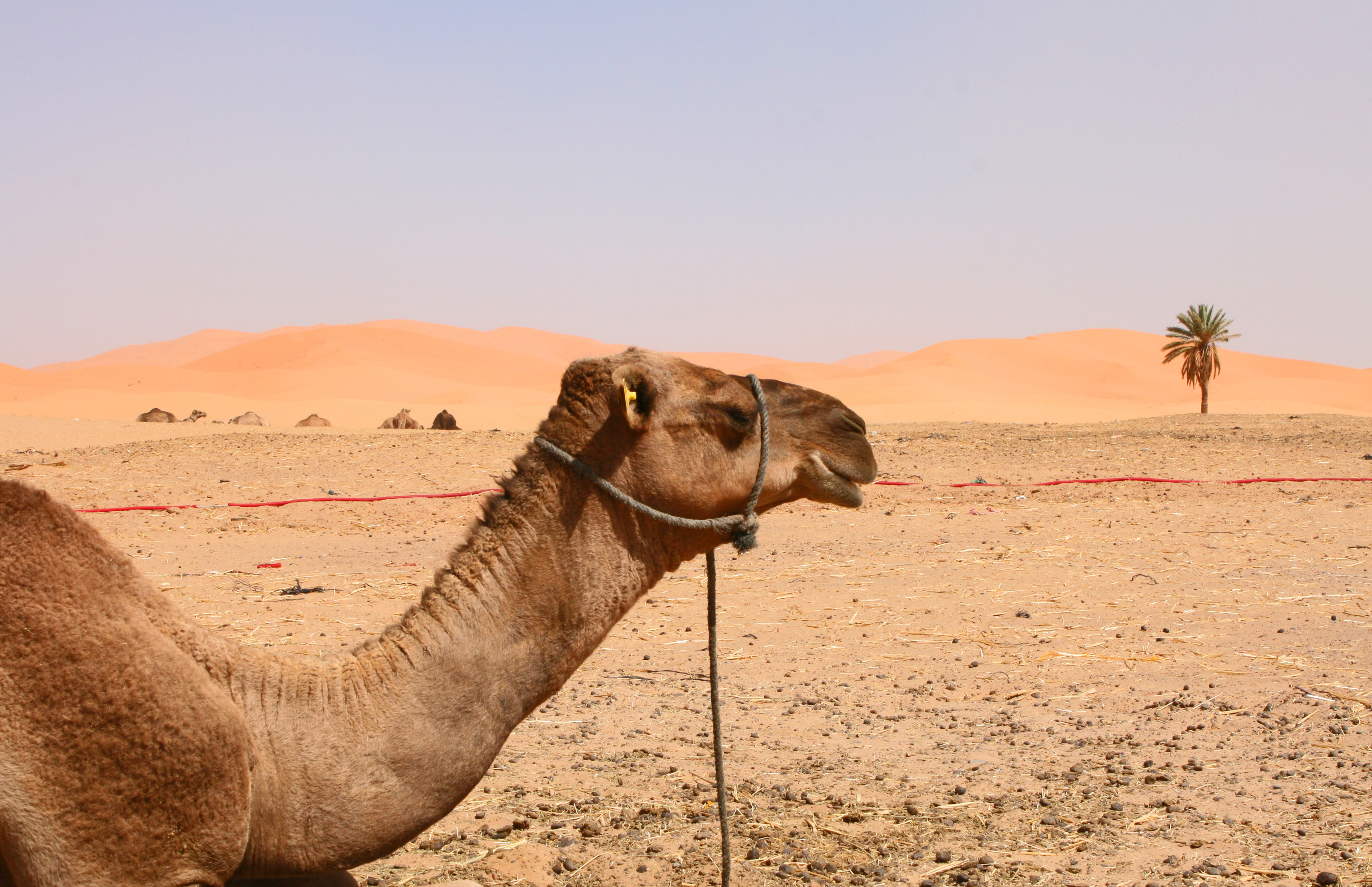Kameel in de Erg Chebbi-woestijn