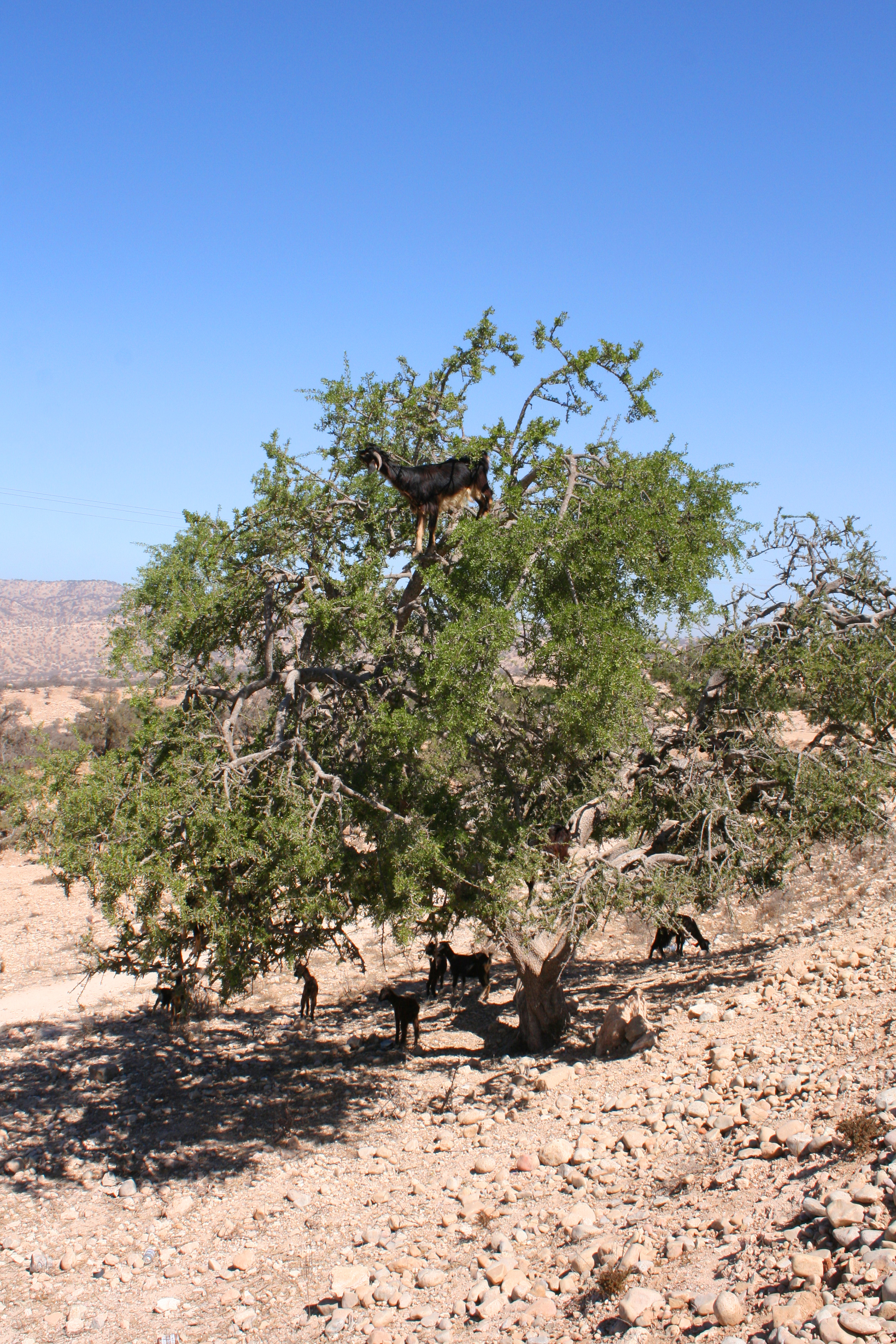 Boomgeiten in de buurt van Agadir